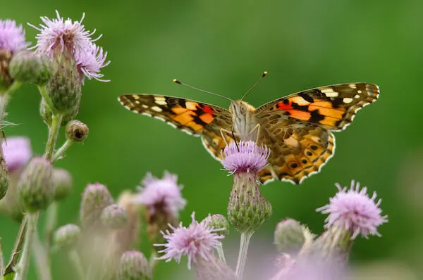 Pillangó virágon (Fotó: Völgyi Sándor)