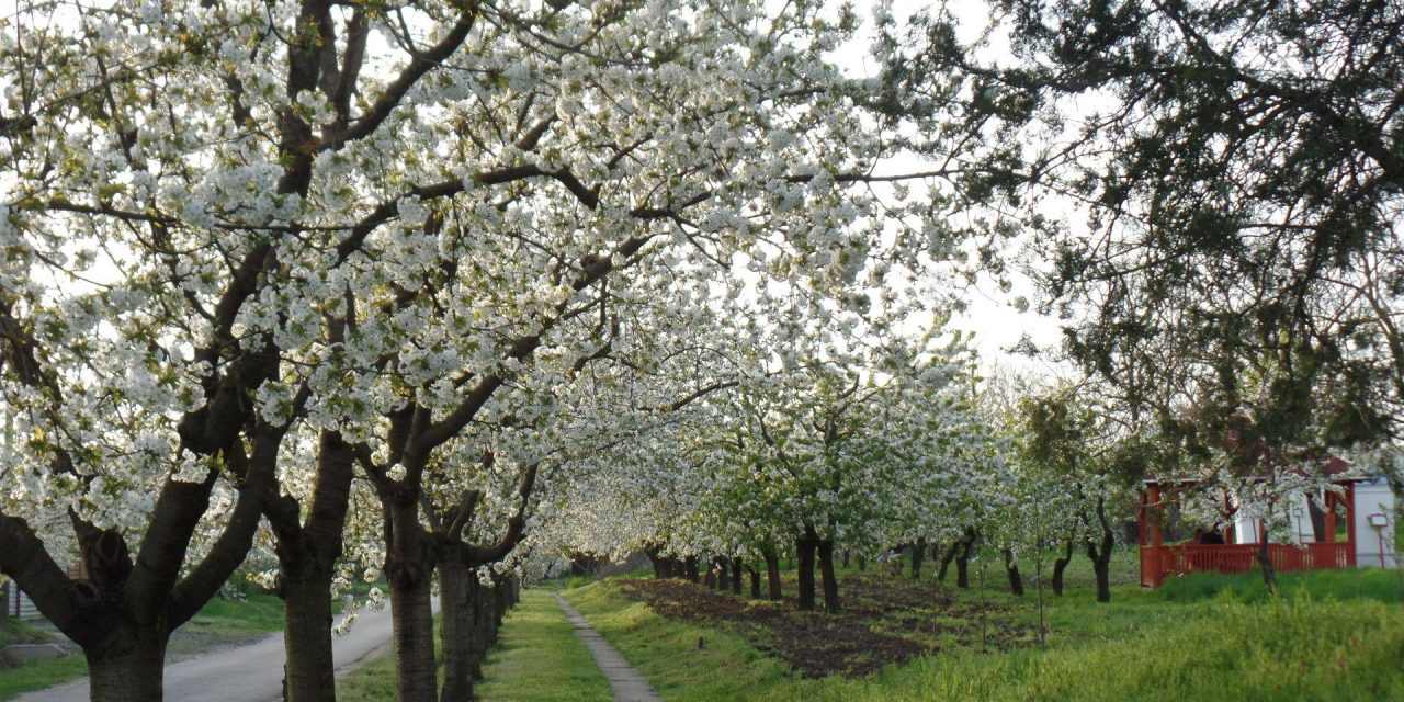 Emlékeztek még, merre van Magyarország cseresznyéskertje?