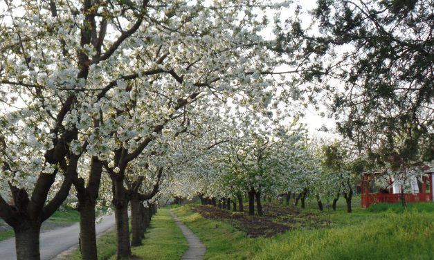 Emlékeztek még, merre van Magyarország cseresznyéskertje?